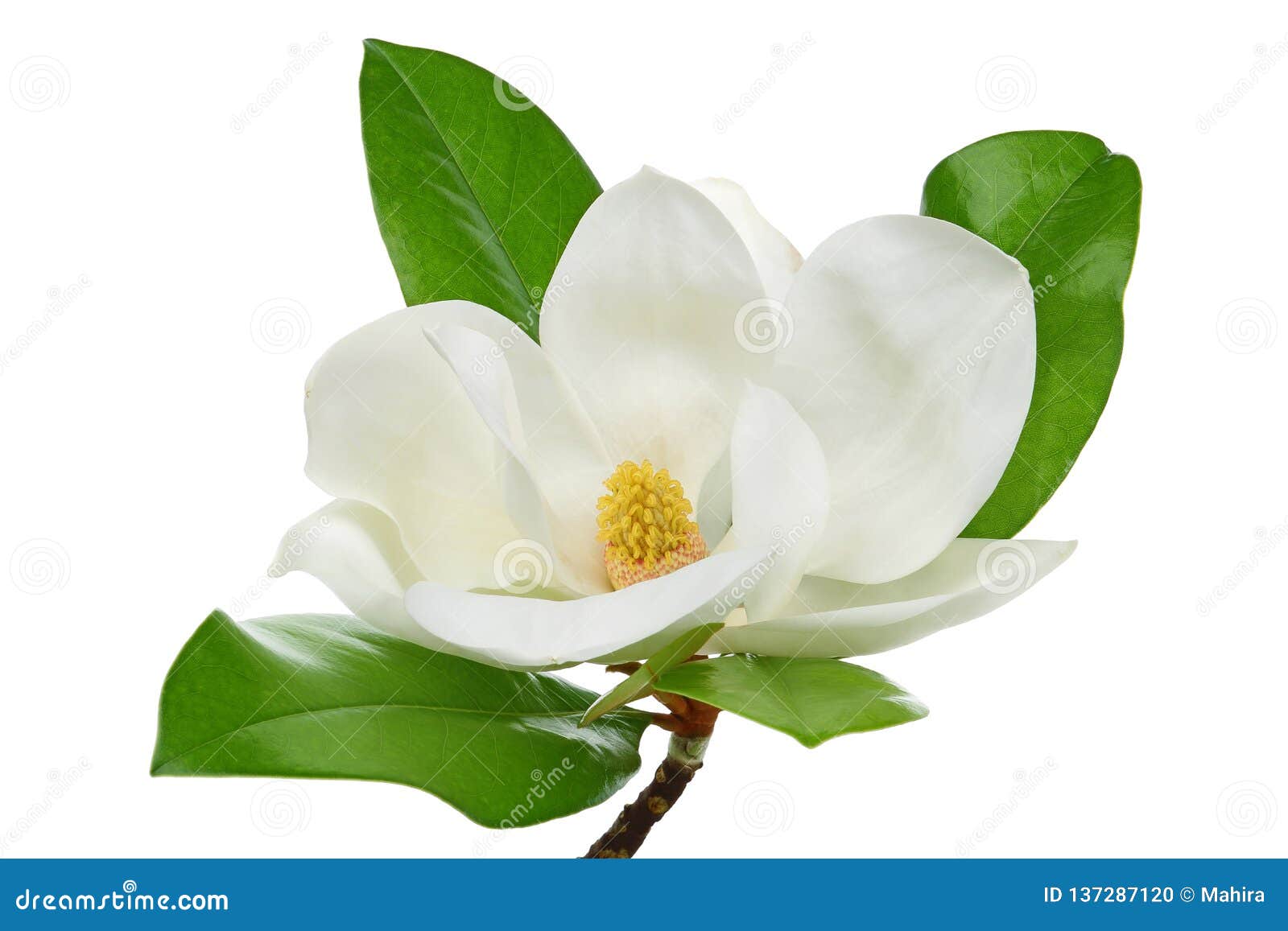 Flor De La Magnolia Con Las Hojas En El Fondo Blanco Foto de archivo -  Imagen de resorte, meridional: 137287120