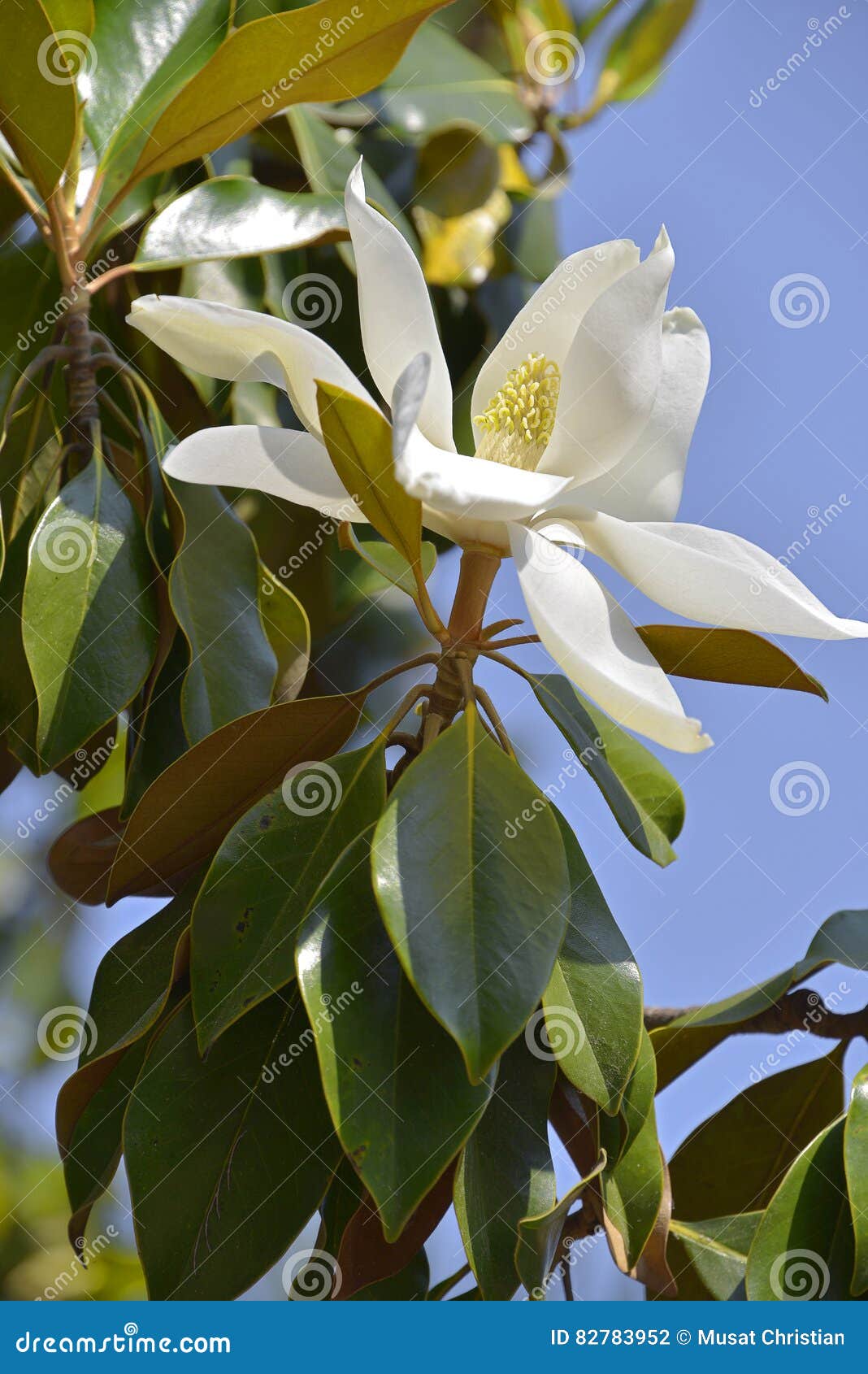 Flor De La Magnolia Grandiflora Foto de archivo - Imagen de florecimiento,  hoja: 82783952