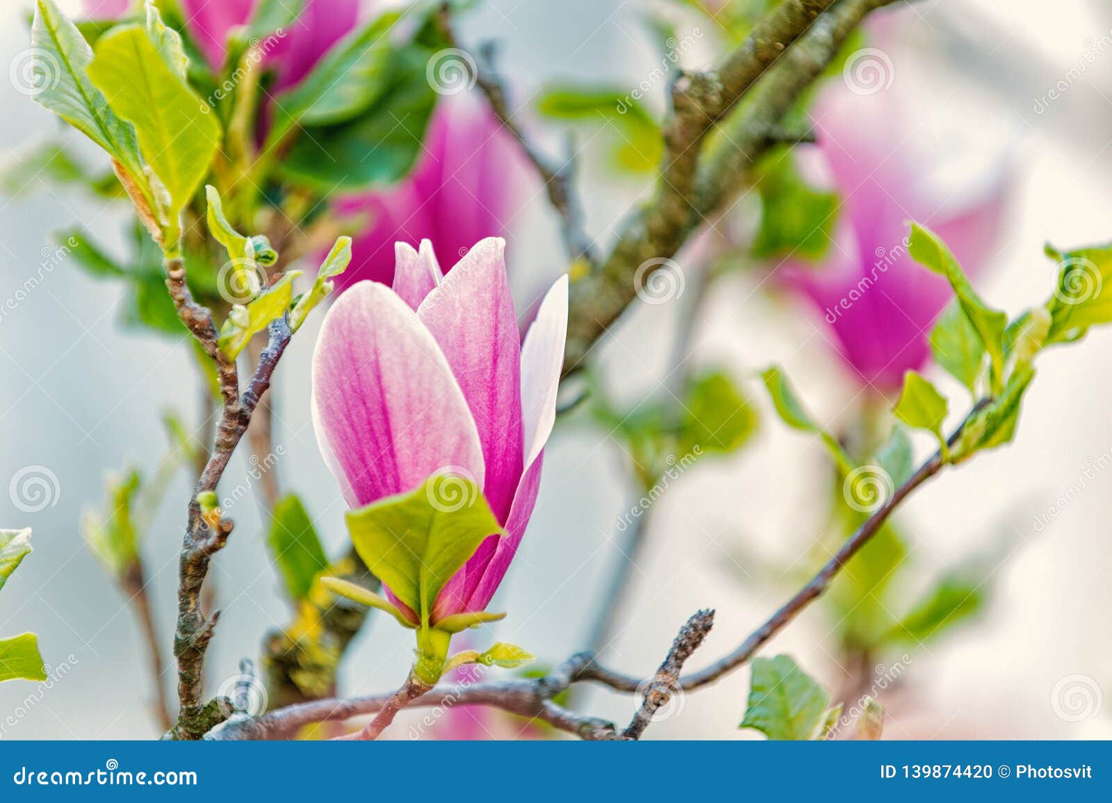Flor De La Magnolia Púrpura En Rama De árbol Foto de archivo - Imagen de  primavera, hermoso: 139874420