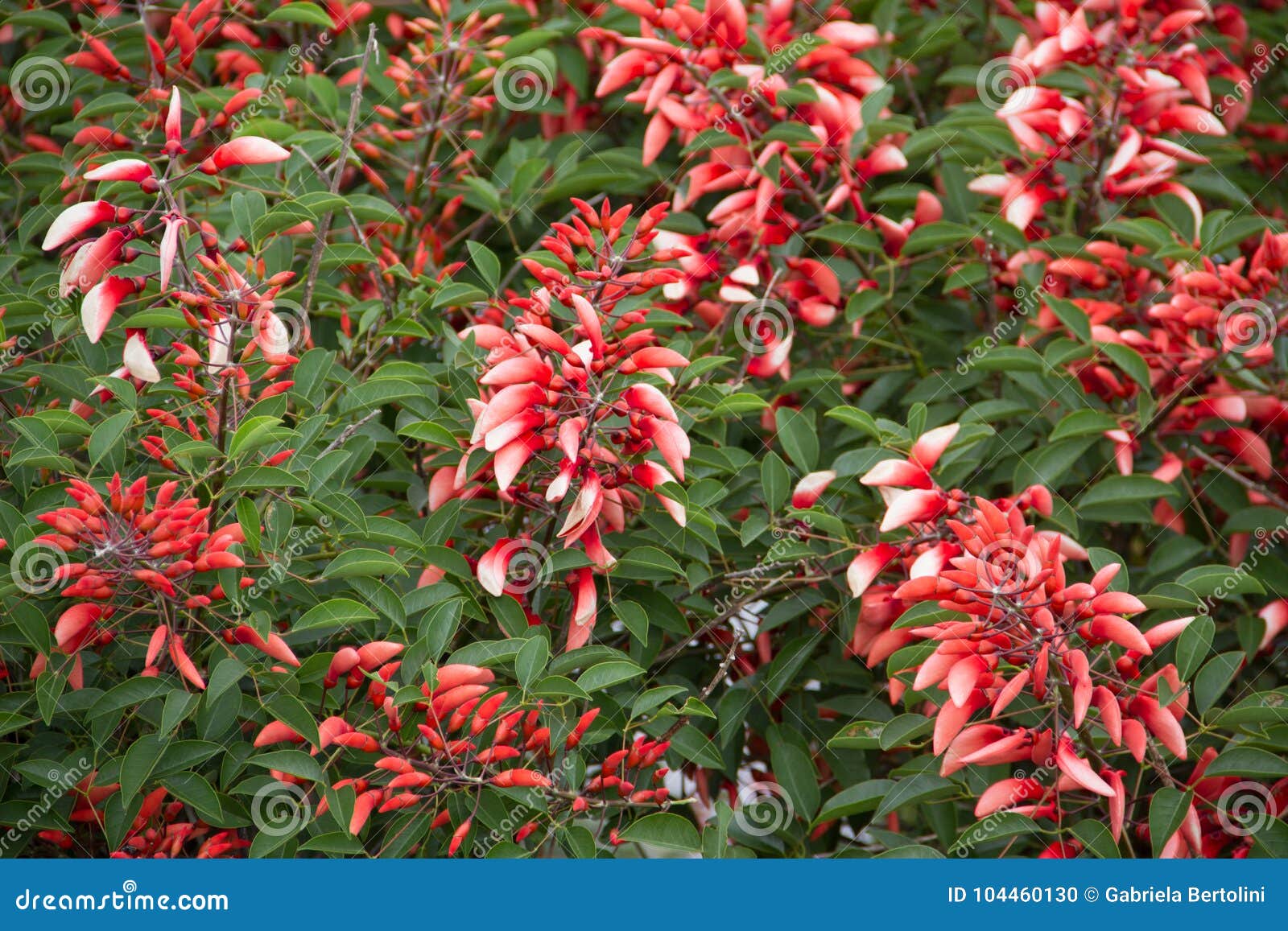 Flor De La Flor Nacional La Argentina Del Ceibo Foto de archivo - Imagen de  resorte, blanco: 104460130