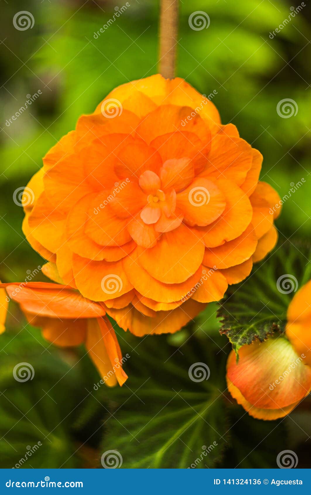 Flor De La Naranja De Begonia Tuberhybrida Foto de archivo - Imagen de  valentina, flores: 141324136