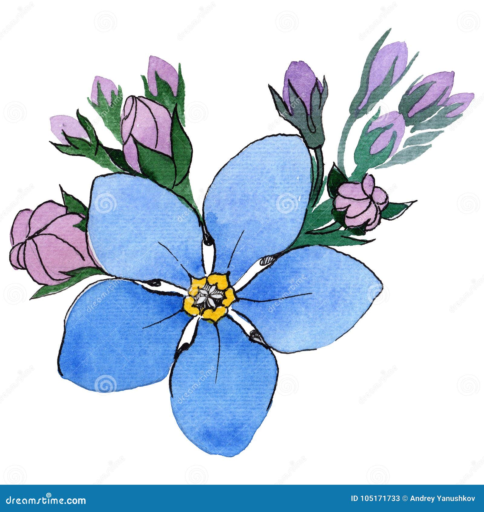 Flor De La Nomeolvides Del Wildflower En Un Estilo De La Acuarela Aislada  Stock de ilustración - Ilustración de conjunto, pegatina: 105171733