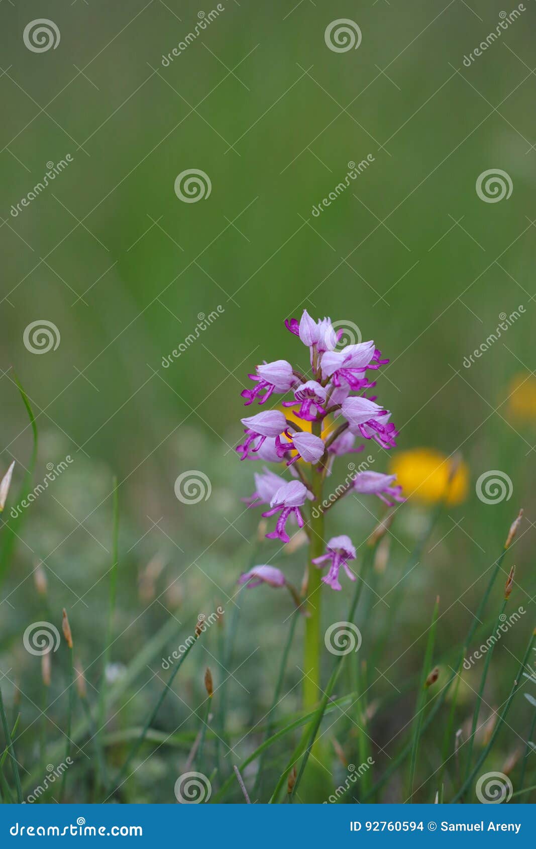 Flor De La Orquídea Del Mono Foto de archivo - Imagen de flores, resorte:  92760594