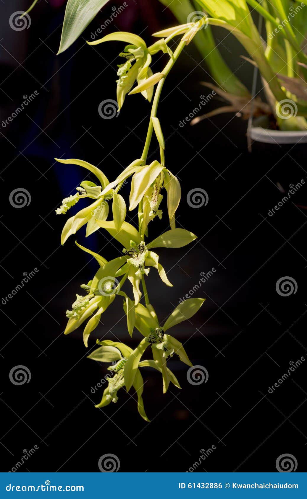 Flor De La Orquídea Del Verde Largo En Fondo Negro Foto de archivo - Imagen  de raro, negro: 61432886