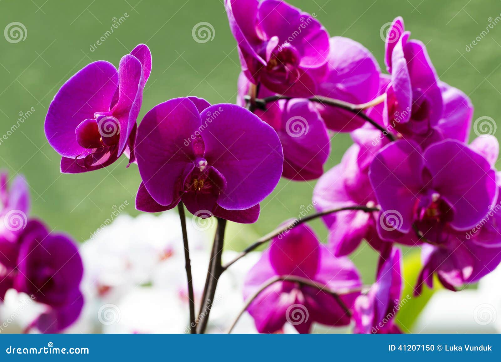 Flor De La Orquídea - Magenta Foto de archivo - Imagen de primer, azul:  41207150