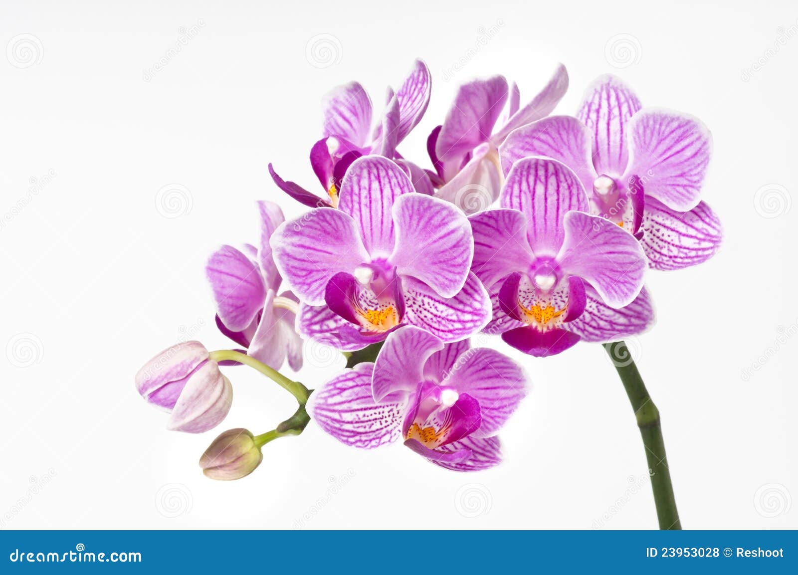 Flor De La Orquídea, Phalaenopsis Foto de archivo - Imagen de brote,  hermoso: 23953028