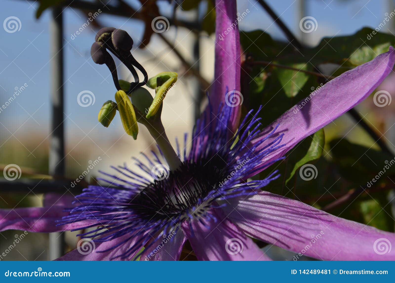 flor de  la pasion