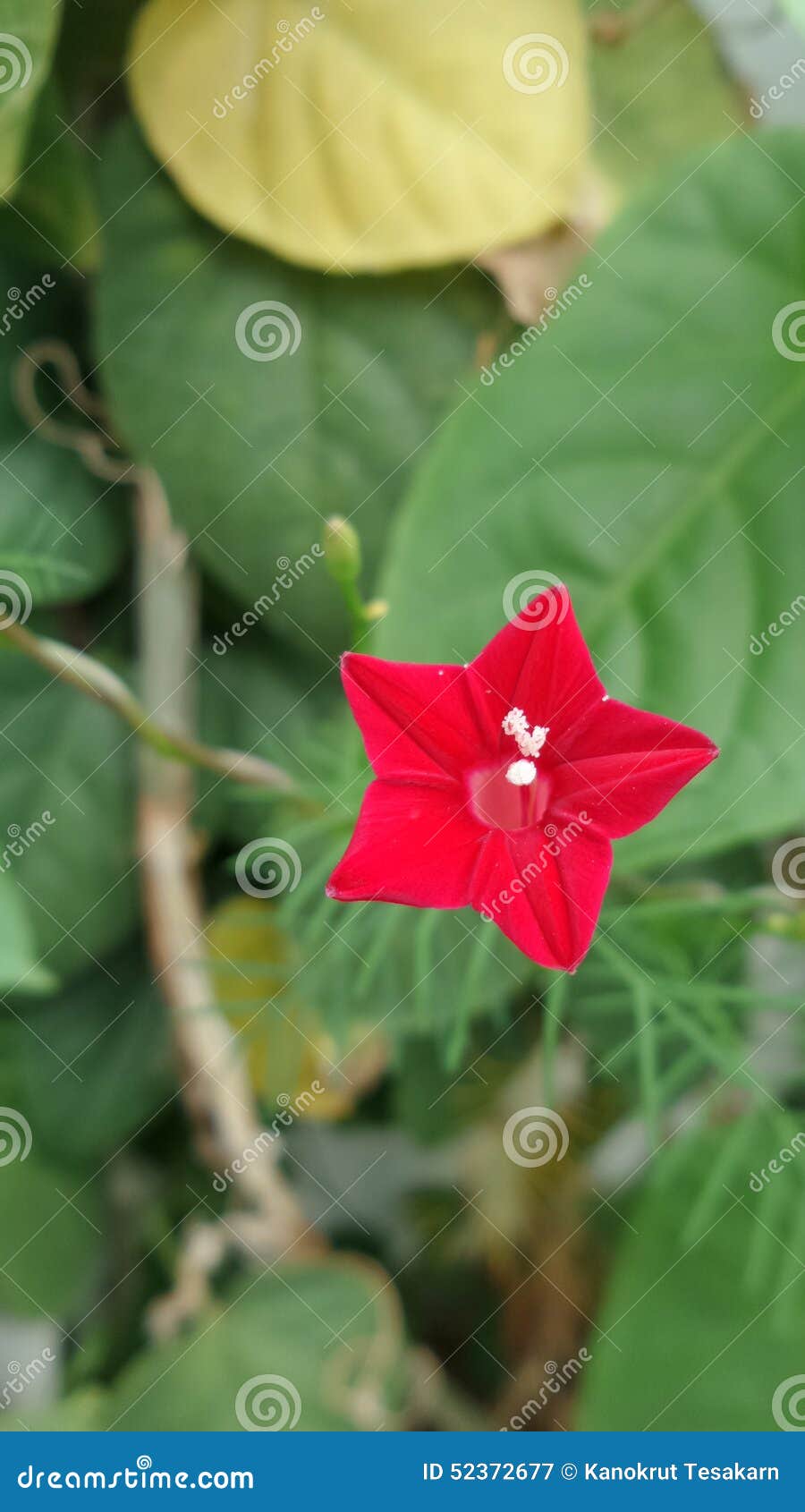 carril juntos Deslumbrante Flor De La Planta Del Coral Rojo Imagen de archivo - Imagen de flor,  parque: 52372677