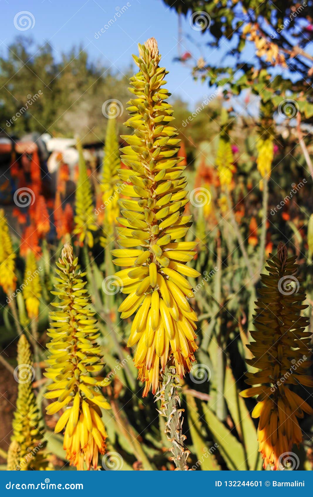 Flor De La Planta Suculenta Medicinal áloe-Vera Imagen de archivo - Imagen  de amarillo, verano: 132244601