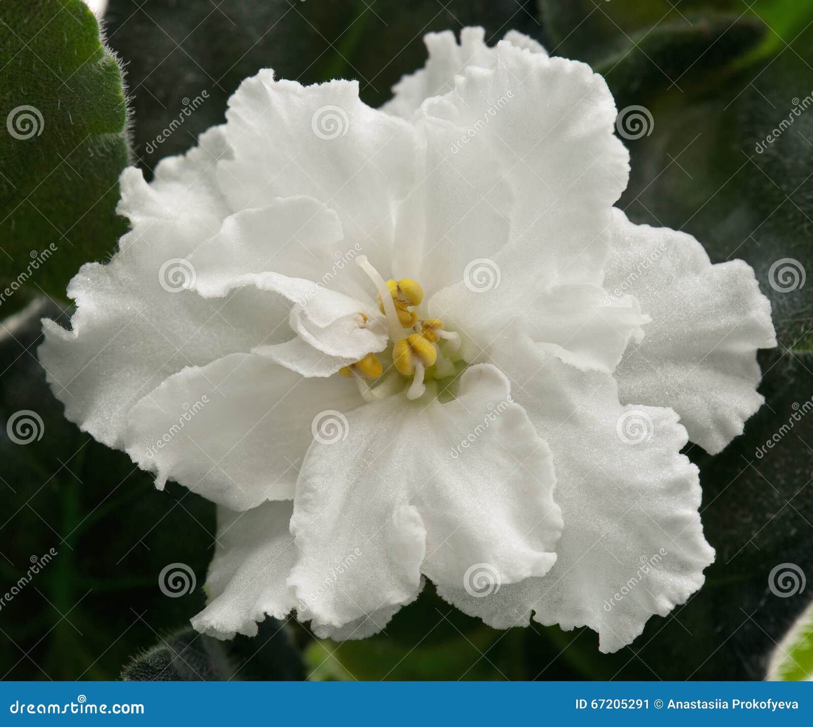 Flor de la violeta blanca imagen de archivo. Imagen de color - 67205291 Flor de la violeta blanca imagen de archivo. Imagen de color - 67205291