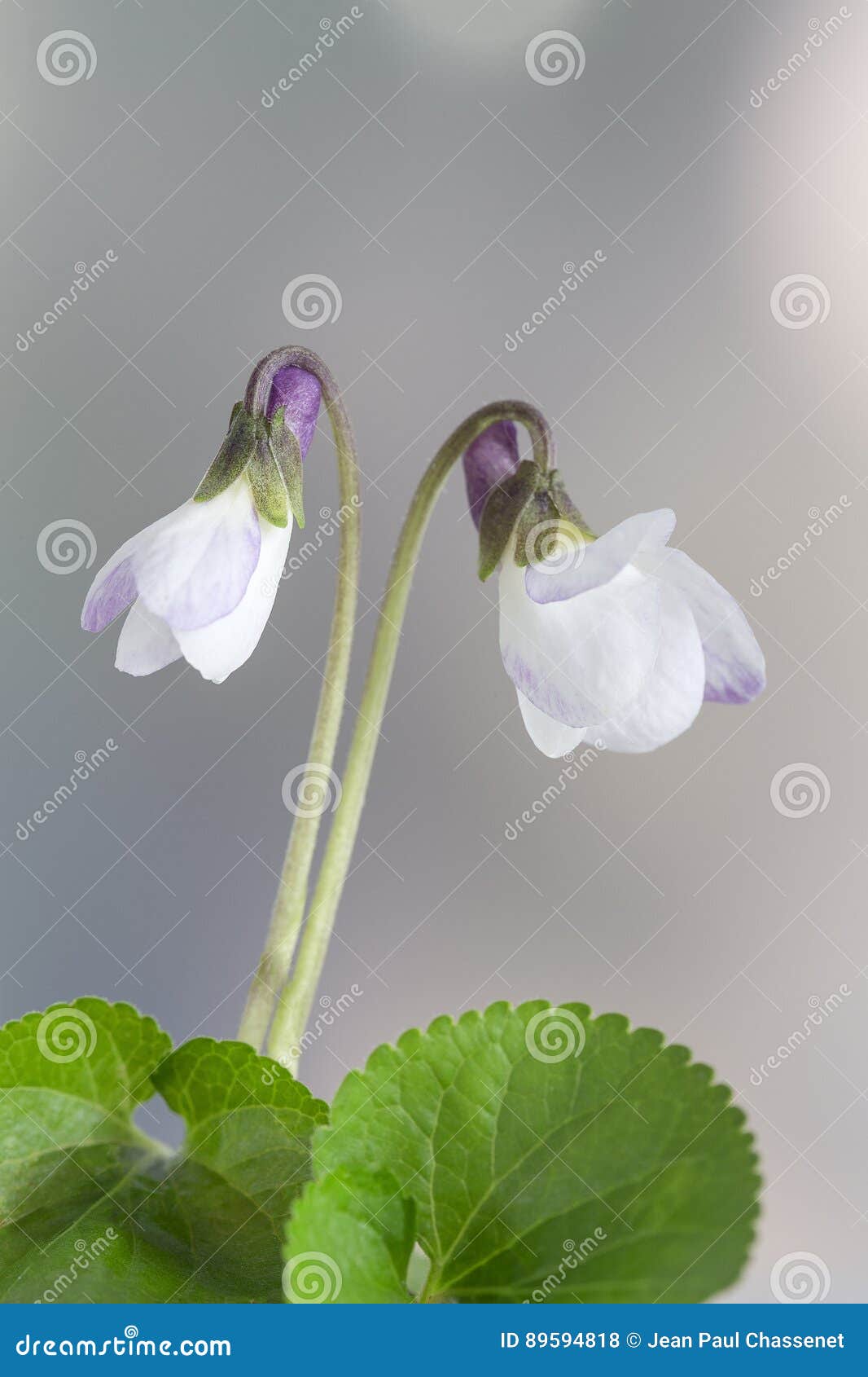 Flor De La Violeta Blanca, Detalle Nombre Científico: Odorata De La Viola I  Foto de archivo - Imagen de hermoso, diferencial: 89594818