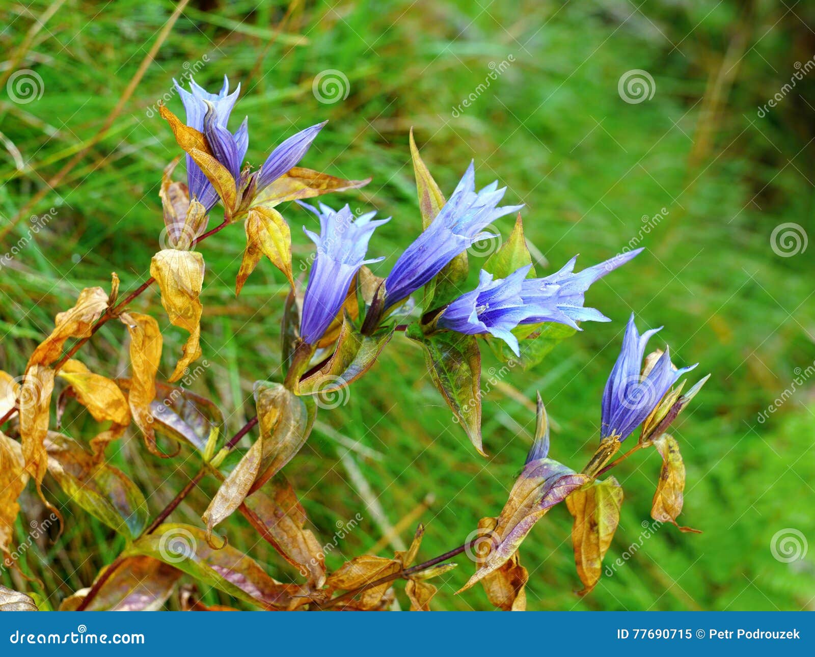 Álbum 200+ violeta de genciana flor