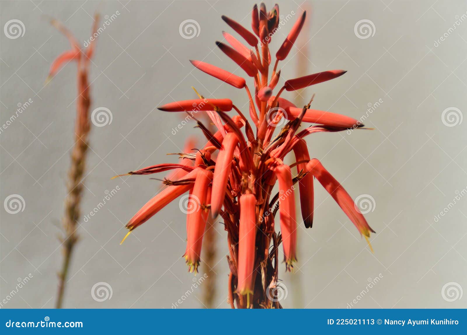 Flor De Laranja De Aloe Vera Imagem de Stock - Imagem de flores,  crescimento: 225021113