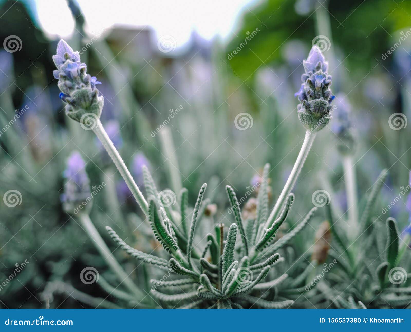 Flor De Lavandula Lanata PÃºrpura Silvestre Bajo El Sol En El Patio Trasero  Con Casa DetrÃ¡s Foto de archivo - Imagen de manojo, flor: 156537380