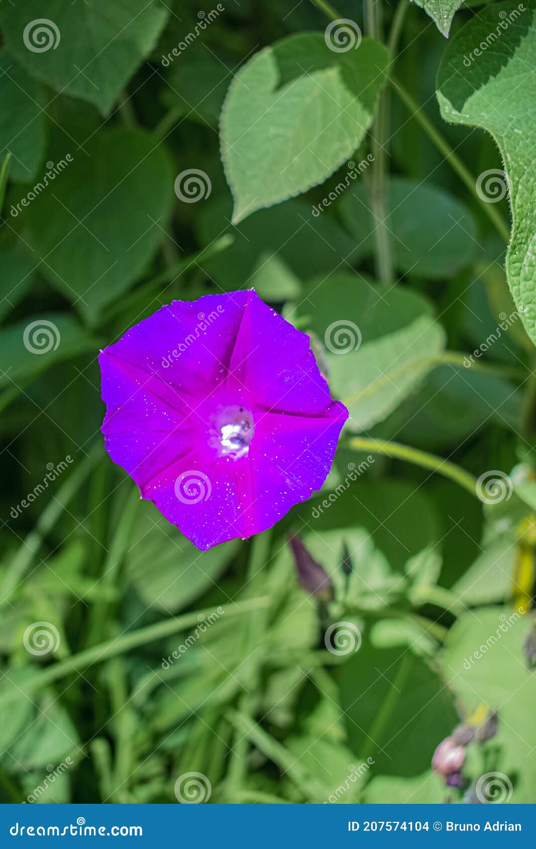Flor De Liana En Forma De Campana Y Hojas Verdes Naturales Foto de archivo - Imagen de flor, casa: 207574104 Flor De Liana En Forma De Campana Y Hojas Verdes Naturales Foto de archivo - Imagen de flor, casa: 207574104