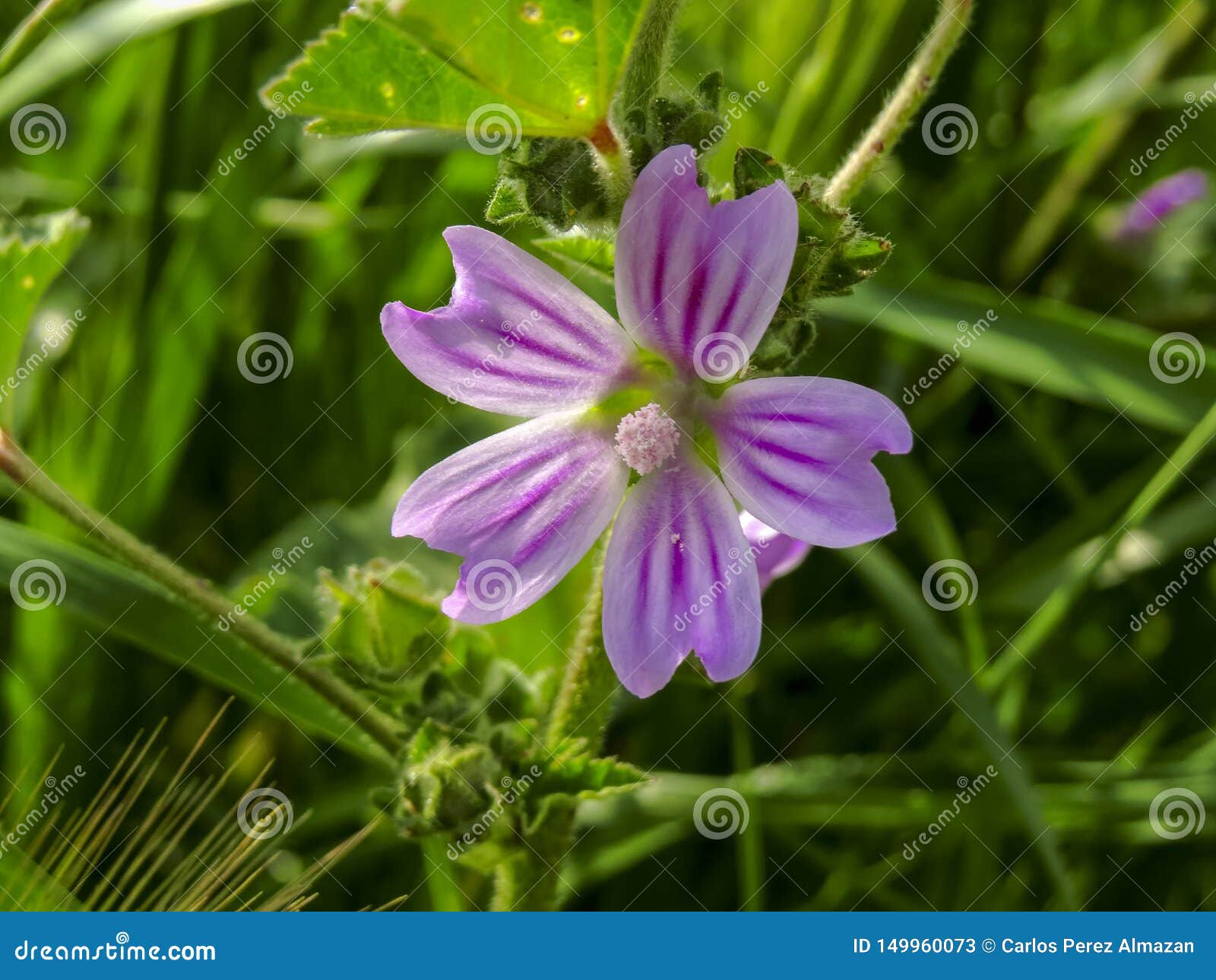 flor de lila. lilac flower