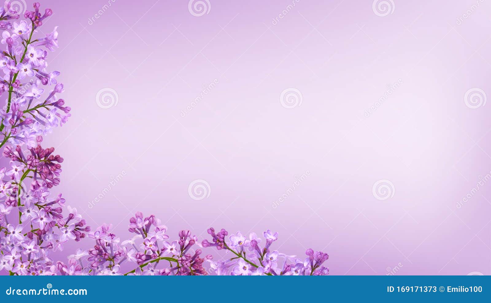 Flor De Lilo Púrpura Sobre Fondo Púrpura Imagen de archivo - Imagen de  fresco, marco: 169171373