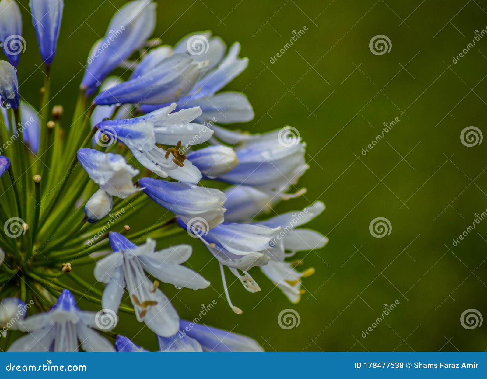 Flor De Lirio Africano Azul O Agapanthus En Un Jardín Foto de archivo -  Imagen de planta, cubo: 178477538