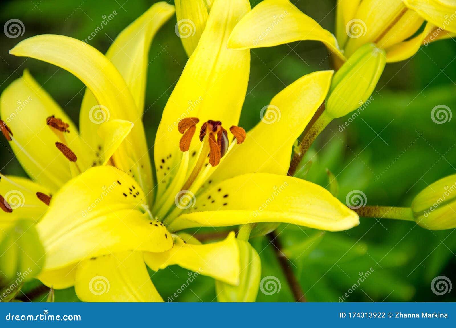 Flor De Lirio Amarillo Creciendo En Un Jardín De Verano. Macro Fotografía  Primer Plano De Una Flor De Lis Foto de archivo - Imagen de flores,  comestible: 174313922