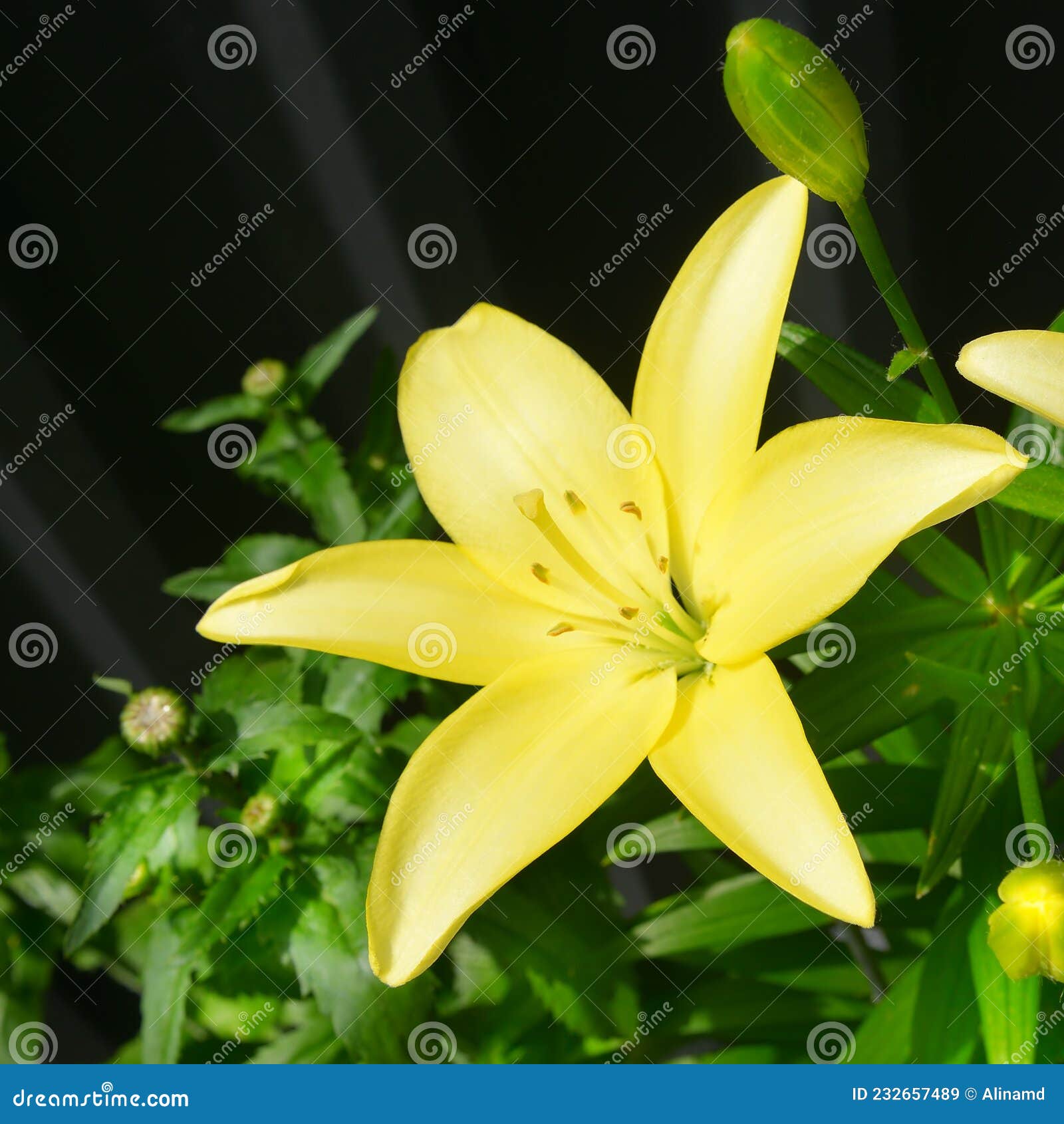 Flor De Lirio Amarillo En El Jardín. Bonito Fondo Para Postales Imagen de  archivo - Imagen de brote, hermoso: 232657489