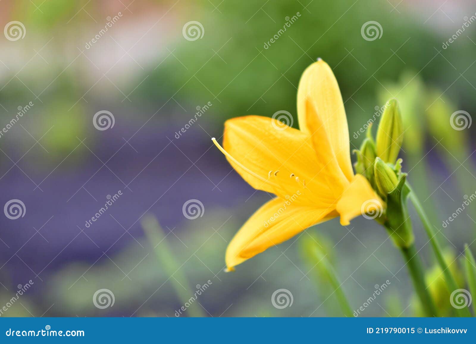 Flor De Lirio Amarillo Por La Tarde En El Jardín Imagen de archivo - Imagen  de pétalo, floral: 219790015