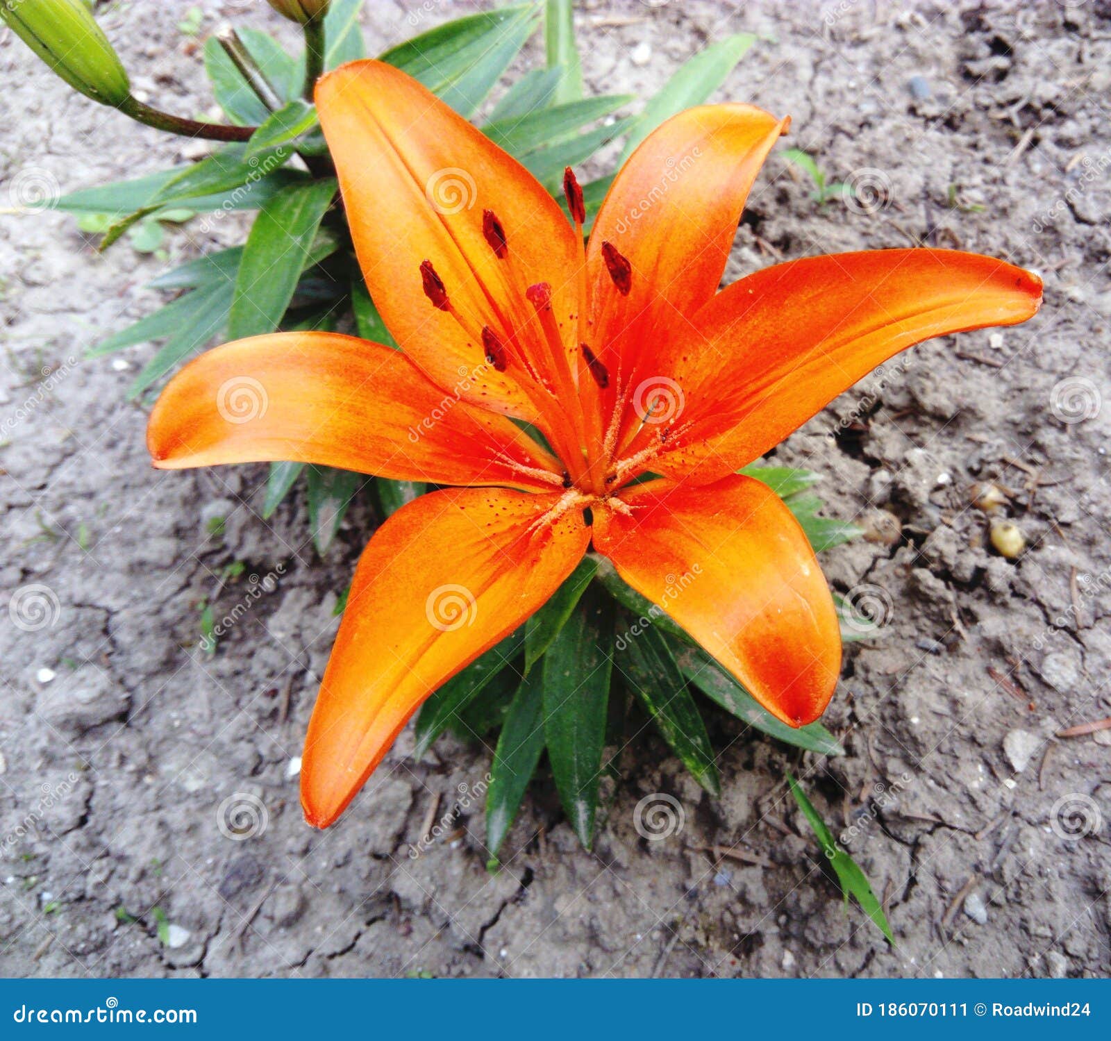 Flor De Lirio Anaranjado En El Jardín Imagen de archivo - Imagen de flor,  tigre: 186070111