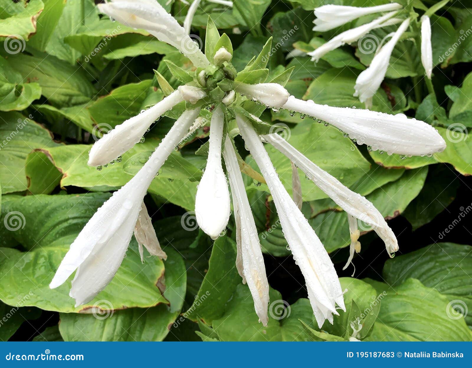 Flor De Lirio Blanco Caída Hojas Verdes Imagen de archivo - Imagen de planta,  flora: 195187683