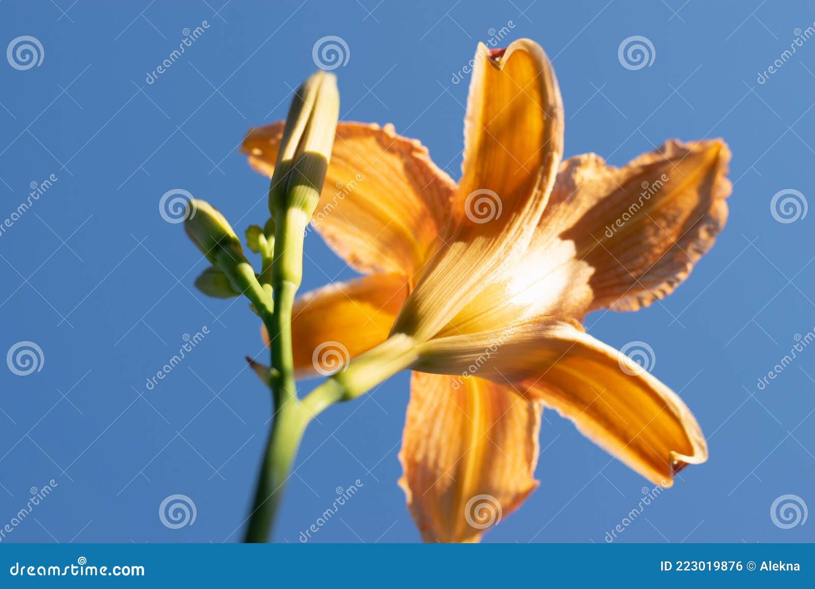 Flor De Lirio En El Jardín. Comúnmente Conocida Como La Estrella Oriental  Lily Foto de archivo - Imagen de cubo, floral: 223019876