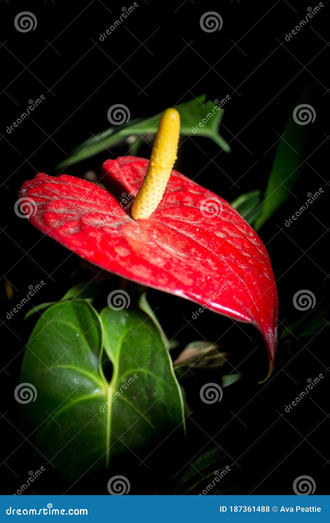 Flor De Lirio De Paz Roja En El Spathiphyllum Oscuro Foto de archivo -  Imagen de hoja, cierre: 187361488