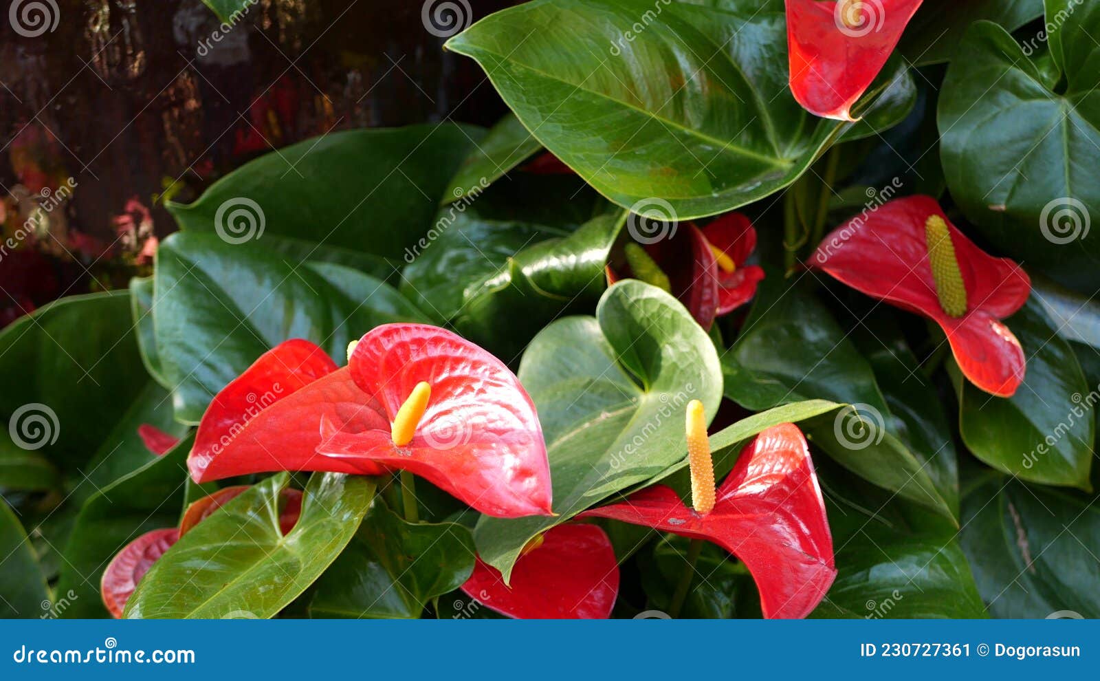 Flor De Lirio Rojo Hojas Verdes Oscuras. Flor Marrón Elegante. Selva  Tropical Exótica Imagen de archivo - Imagen de houseplant, flor: 230727361