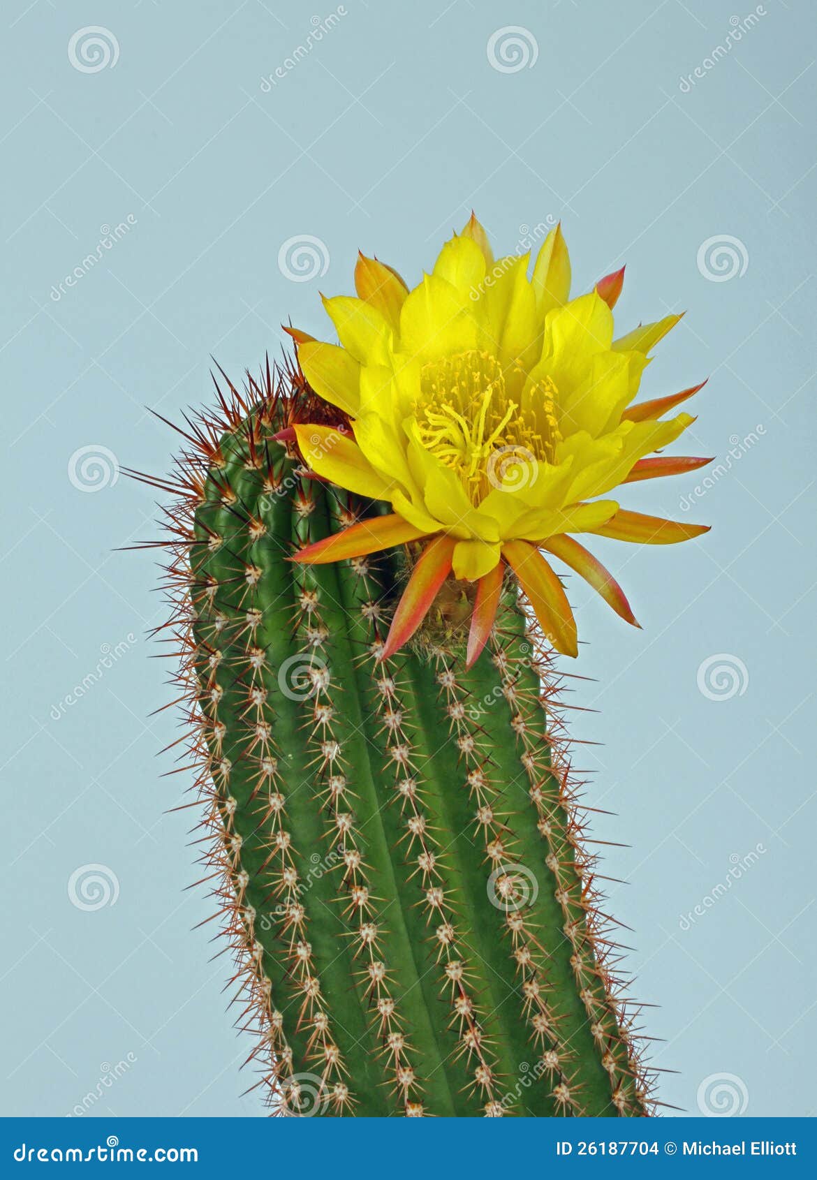 Flor de los cactos foto de archivo. Imagen de macro, flor - 26187704