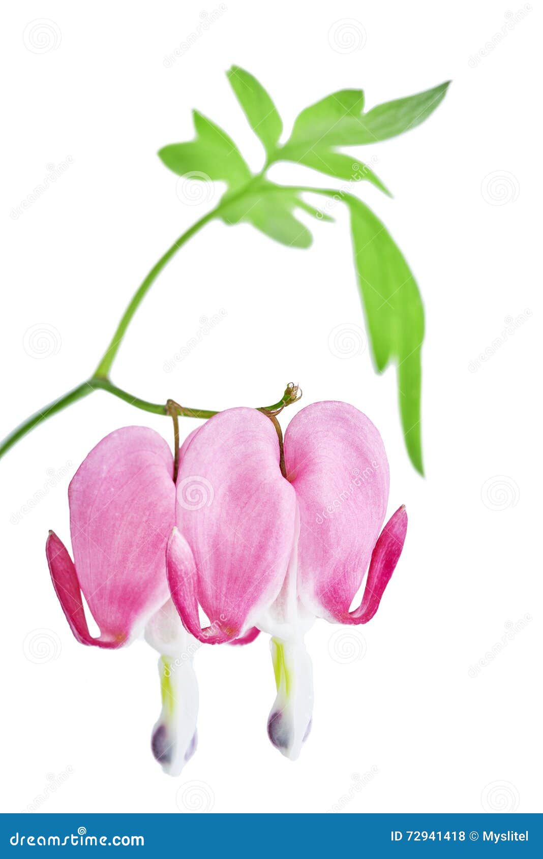 Flor De Los Spectabilis Del Dicentra Foto de archivo Imagen de planta