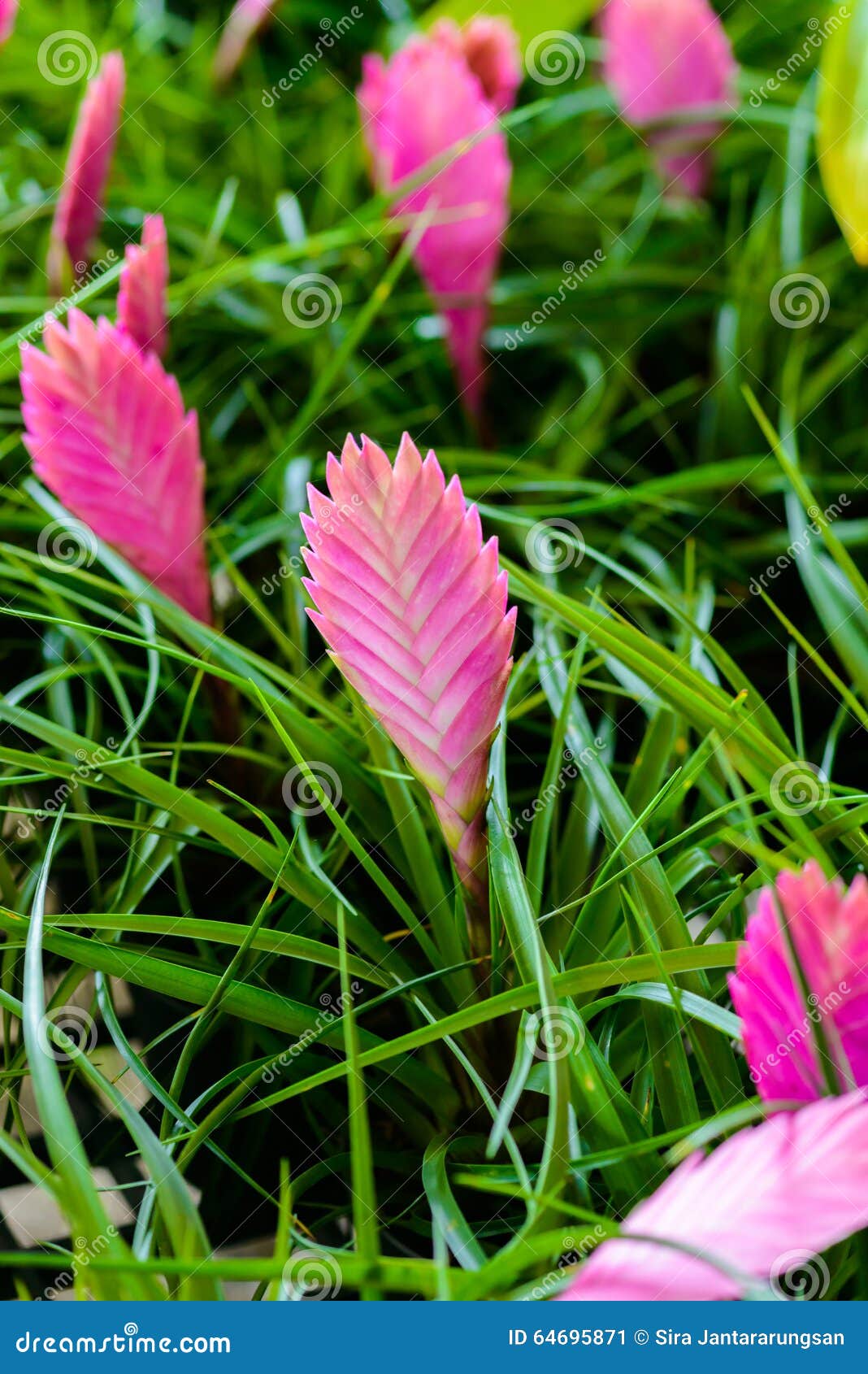 Flor De Los Splendens De La Bromelia O Del Vriesea Imagen de archivo -  Imagen de verde, rojo: 64695871