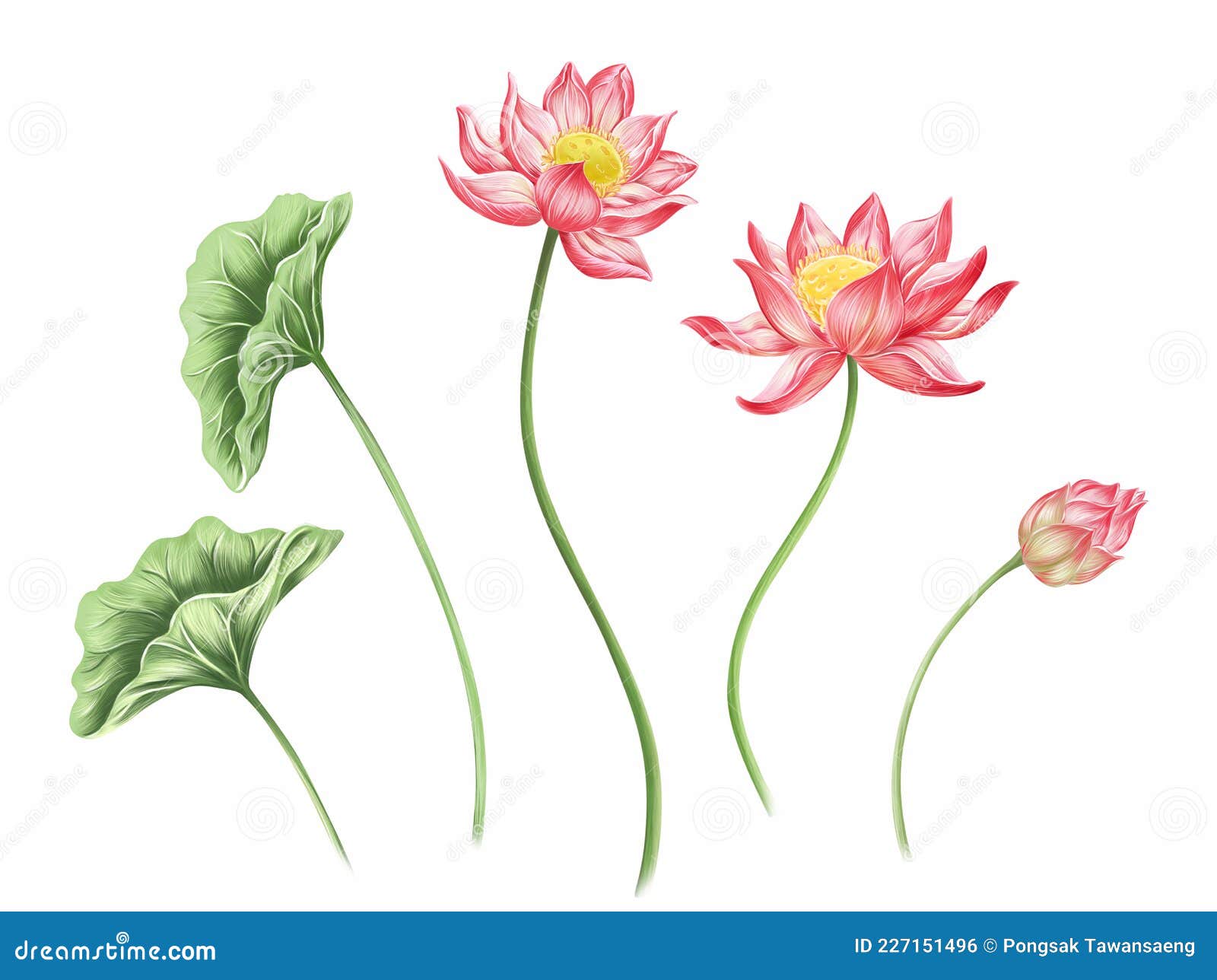 Flor De Loto Con Hojas Ilustración Digital Arte Botánico Stock de  ilustración - Ilustración de elegante, floral: 227151496