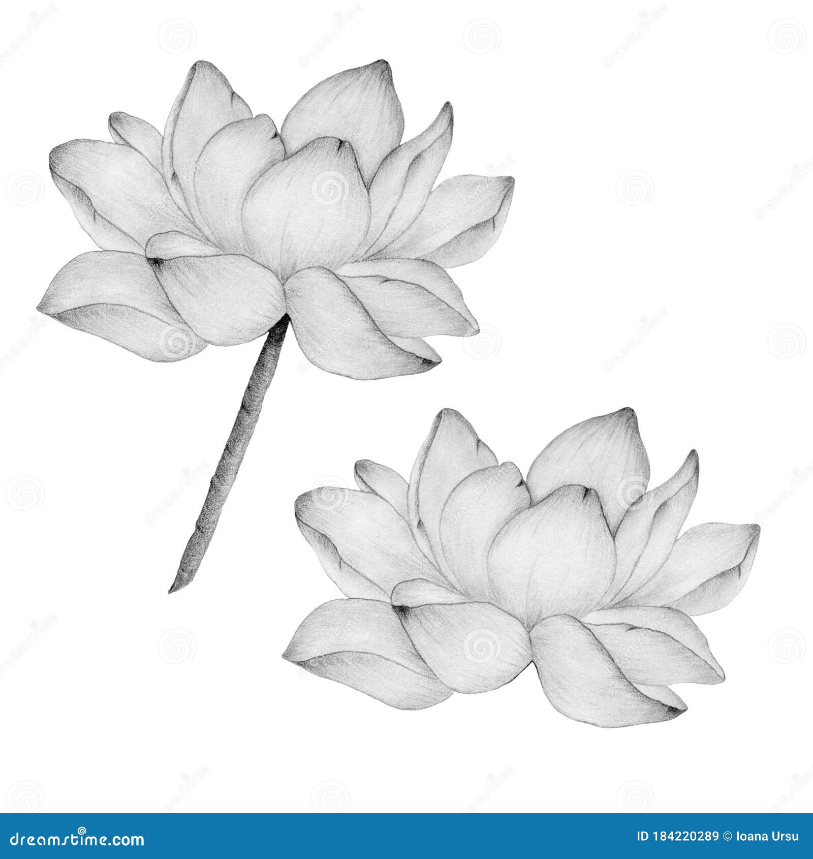 Flor De Loto En Dibujo a Lápiz Aislado En Ilustración Botánica Blanca Con Un Esbozo Realista De Lápiz De Flores De Loto Con Lirio Stock de ilustración - Ilustración de negro, tatuaje: Flor De Loto En Dibujo a Lápiz Aislado En Ilustración Botánica Blanca Con Un Esbozo Realista De Lápiz De Flores De Loto Con Lirio Stock de ilustración - Ilustración de negro, tatuaje: