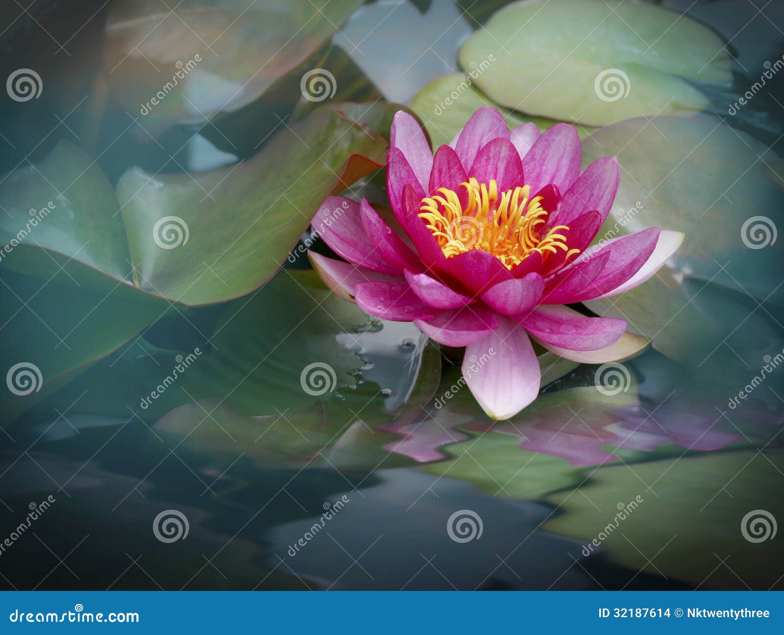 Flor de loto hermosa foto de archivo. Imagen de loto - 32187614