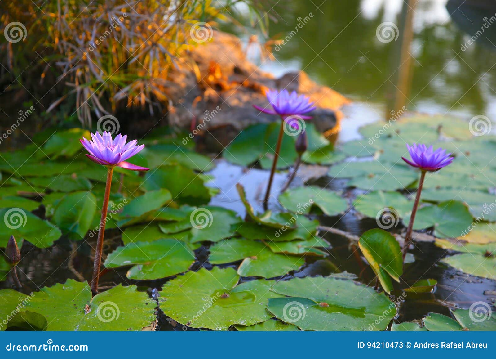 flor de loto, lotus flower