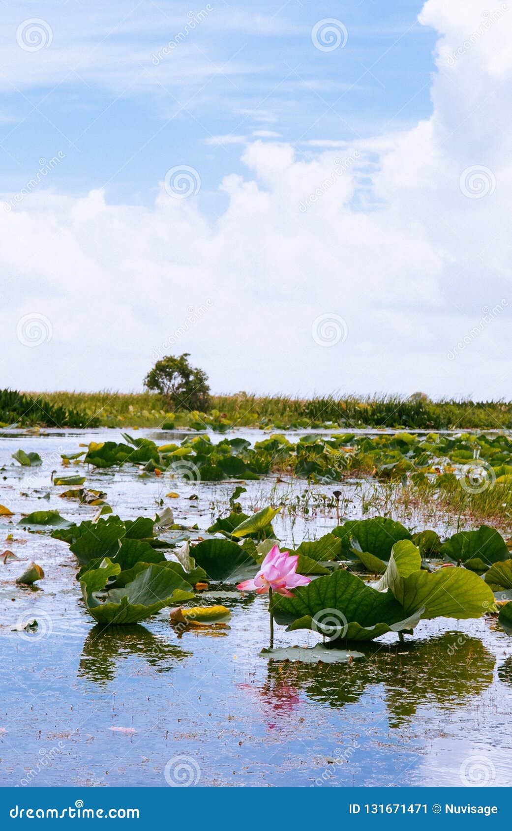 Flor de loto morada, Lugar captura;Lago cerca de entrada de…