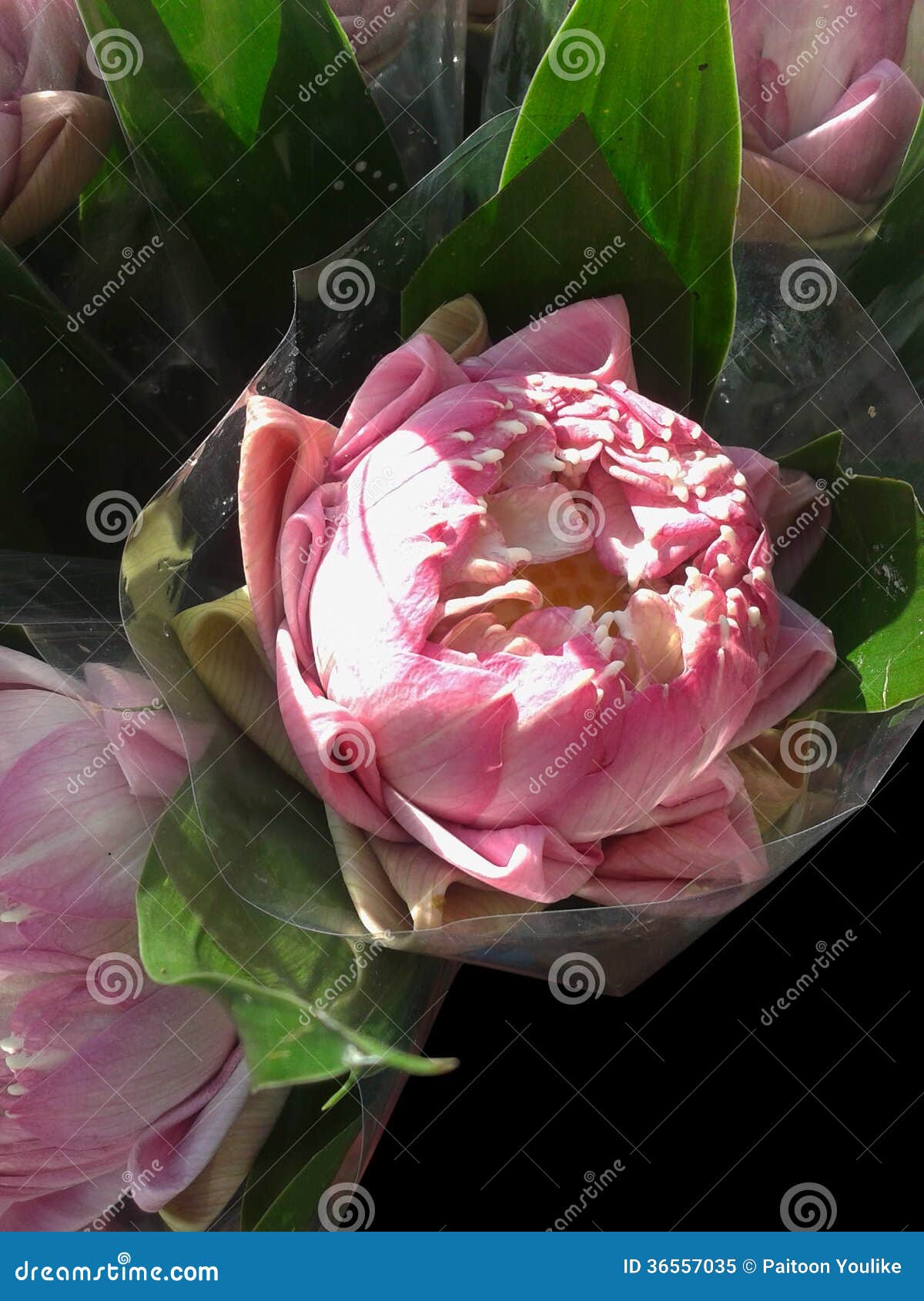 Flor de Lotus envuelta en el plástico transparente para la adoración. Flor de Lotus (nucifera del nelumbo) envuelta en el plástico transparente para la adoración, budismo. (adoración del nucifera del nelumbo) en budismo