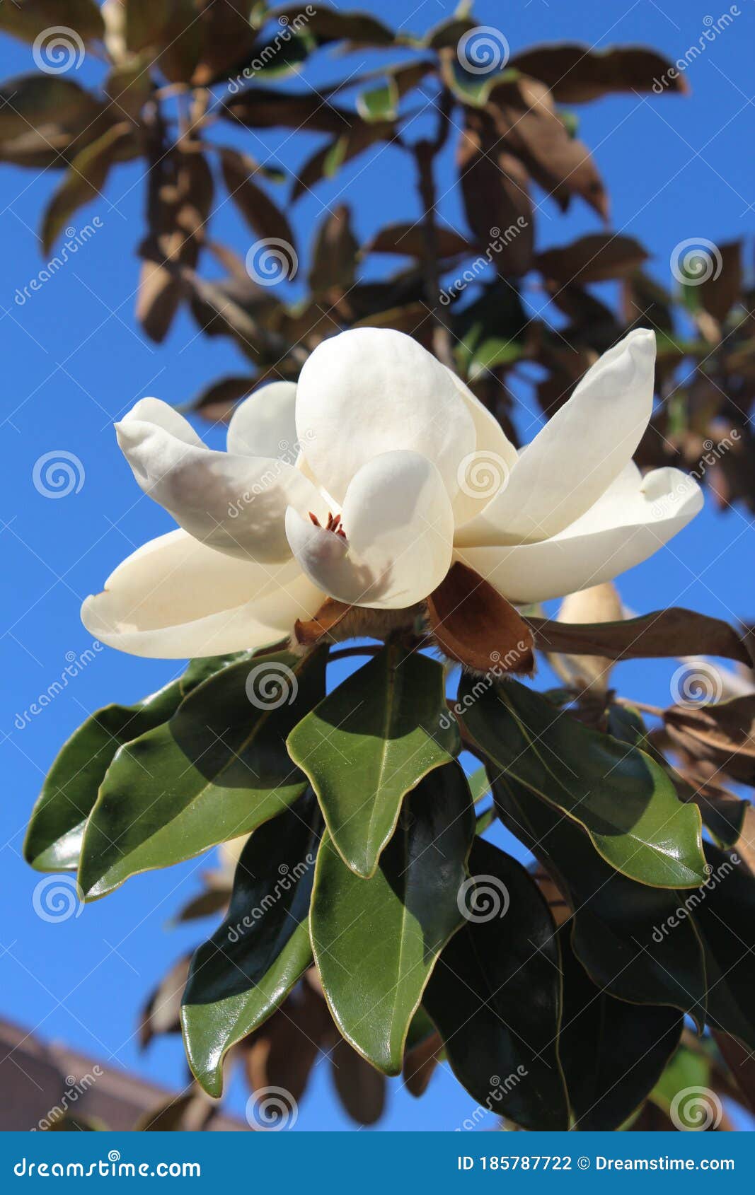 Flor De Magnolia Grandiflora Foto de archivo - Imagen de perenne, popular:  185787722