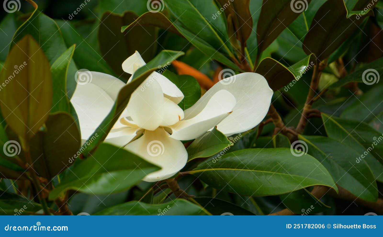 Flor De Magnolia Grandiflora Y Hojas. árbol De Magnolia Foto de archivo -  Imagen de flora, blanco: 251782006