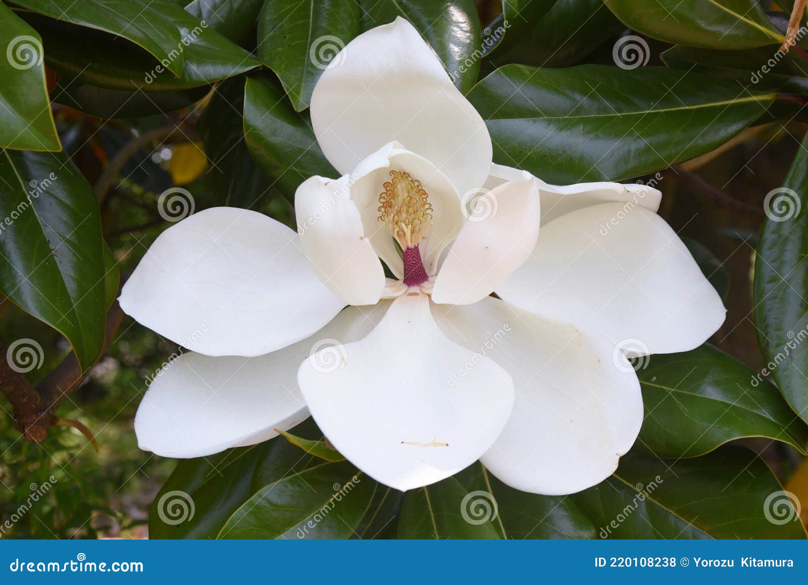 Flor De Magnolia Grandiflora Y Sus Estambres Y Pistilos. Foto de archivo -  Imagen de belleza, meridional: 220108238