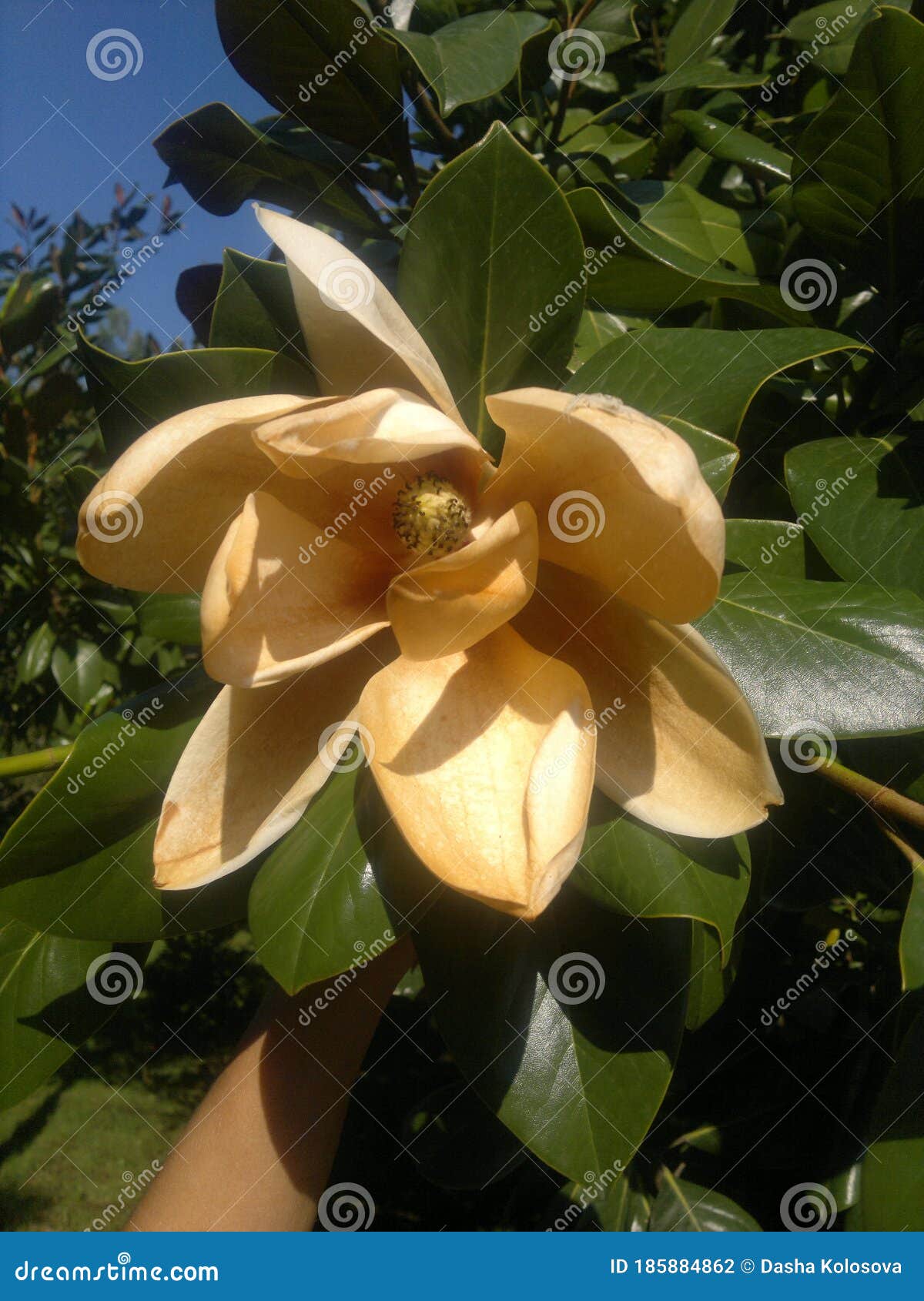 Flor de magnolia naranja foto de archivo. Imagen de blanco - 185884862
