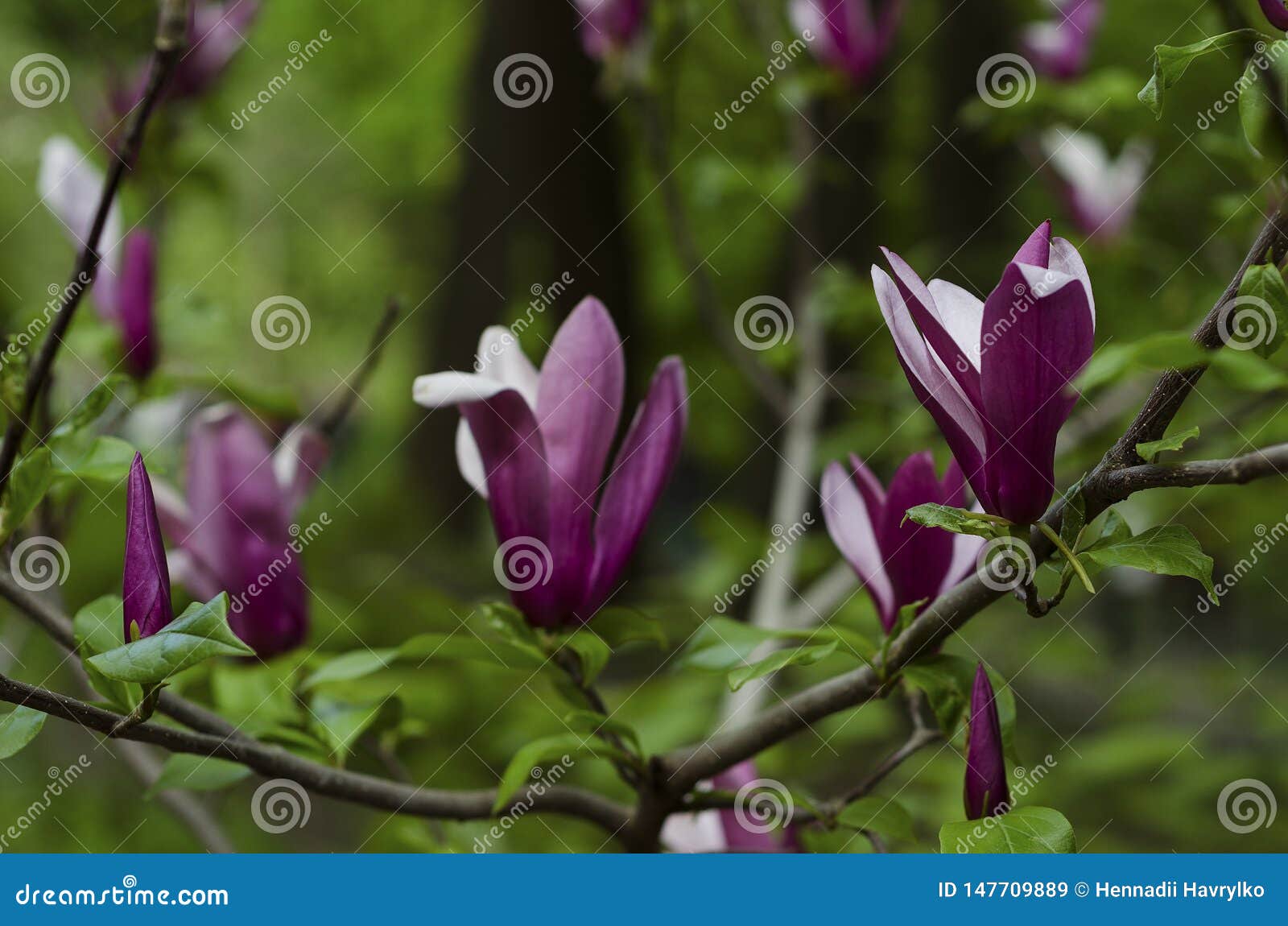 Flor de magnolia púrpura 2 imagen de archivo. Imagen de hoja - 147709889