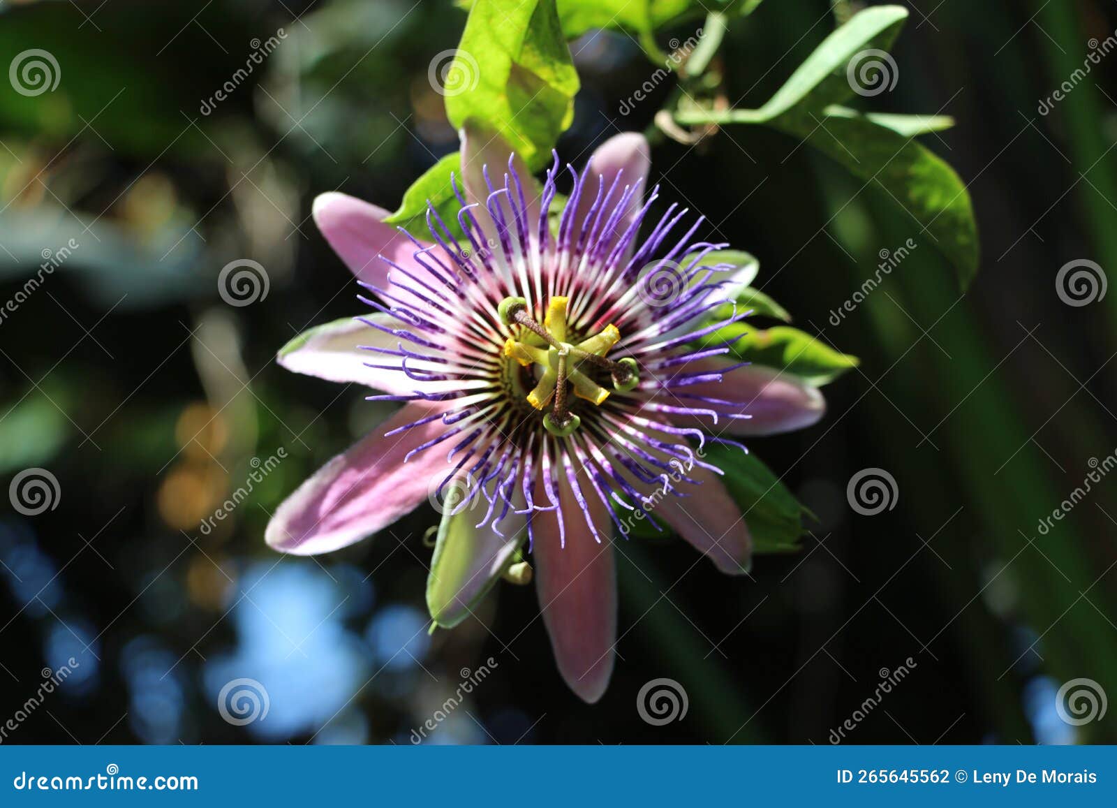 flor de maracujÃÂ¡ silvestre