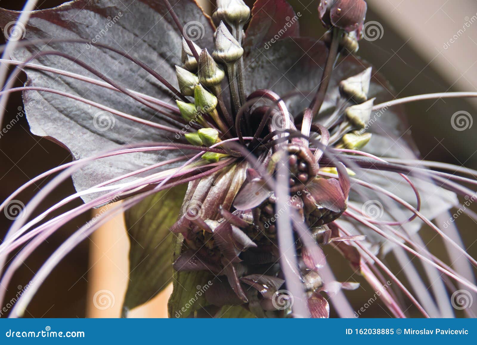 Flor De Morcego Negro Chinês Imagem de Stock - Imagem de flor, mola:  162038885