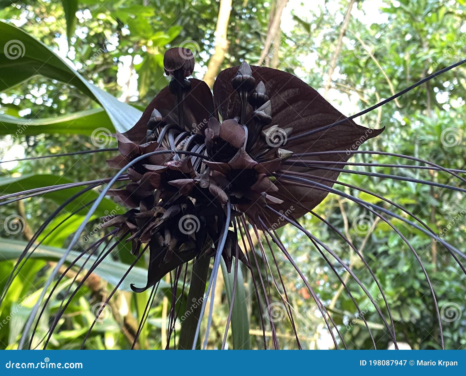 Flor De Morcego Negro Tacca Chantrieri, Die Fledermausblume, Teufelsblume,  Fledermauspflanze Ou Dämonenblüte Daemonbluete Imagem de Stock - Imagem de  filial, folhagem: 198087947