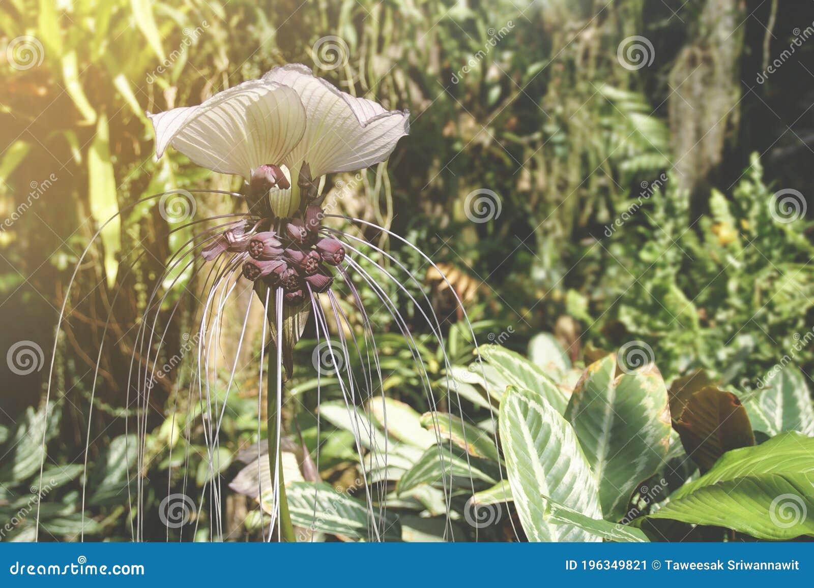 Flor De Murciélago De La Planta Chantrieri De Tacca Imagen de archivo -  Imagen de exterior, color: 196349821