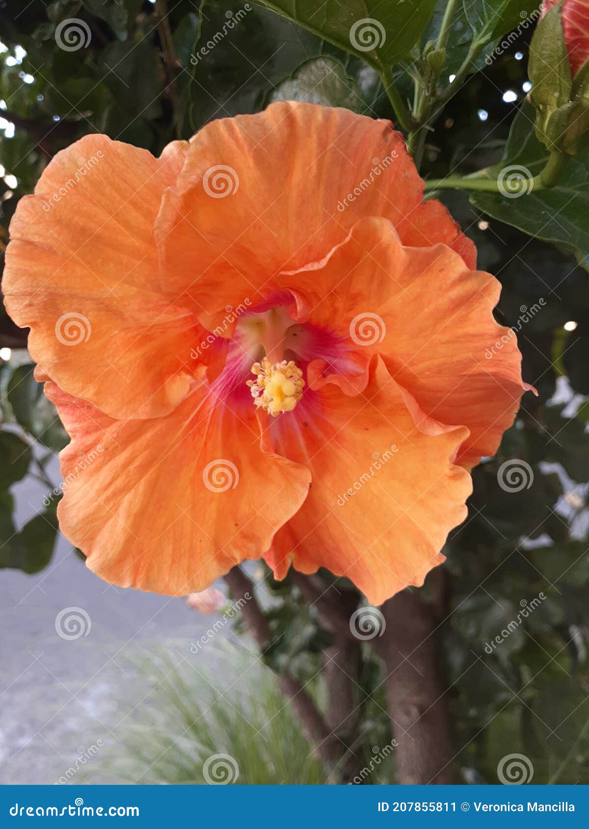 Flor De Naranja Con Cinco Pétalos. Flor De Hibisco O Rosa De Jamaica Imagen de archivo - Imagen de producto, pétalo: 207855811 Flor De Naranja Con Cinco Pétalos. Flor De Hibisco O Rosa De Jamaica Imagen de archivo - Imagen de producto, pétalo: 207855811