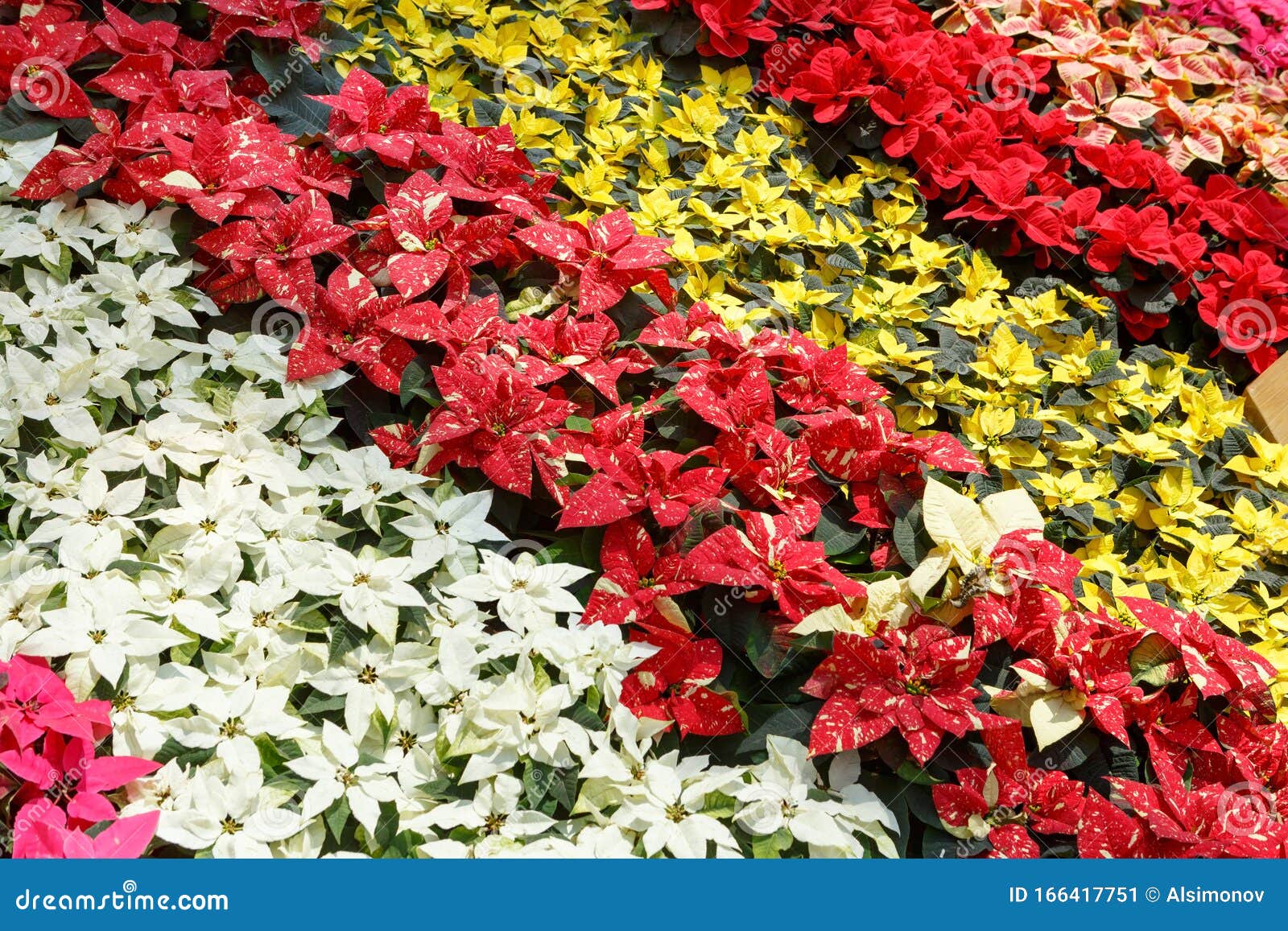 Flor De Natal Colorida Poinsettia Poinsettites Rosa, Branca, Amarela E  Vermelha Padrão Decorativo Imagem de Stock - Imagem de natal, estufa:  166417751